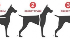 Všetko najlepšie pre našich menších bratov: ako si vybrať oblečenie na aliexpress oblečenie požadovanej veľkosti pre psov